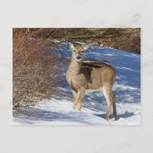 Carte Postale Cerf À La Neige Et À La Brosse