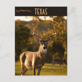 Carte Postale Cerf à New Braunfels Texas (Devant)