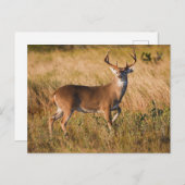 Carte Postale Cerf à queue blanche | Automne à TX (Devant / Derrière)