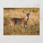 Carte Postale Cerf à queue blanche | Automne à TX (Devant)