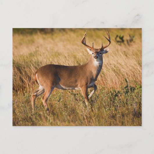 Carte Postale Cerf à queue blanche | Automne à TX (Devant)