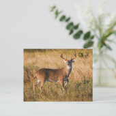 Carte Postale Cerf à queue blanche | Automne à TX (Debout devant)