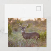 Carte Postale Cerf à queue blanche | Automne au Texas (Devant / Derrière)
