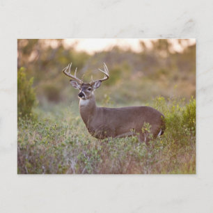 Carte Postale Cerf à queue blanche Automne au Texas