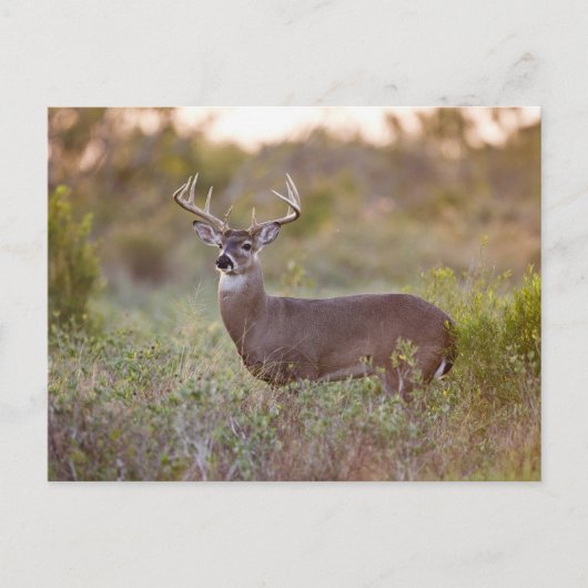 Carte Postale Cerf à queue blanche | Automne au Texas (Devant)