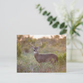 Carte Postale Cerf à queue blanche | Automne au Texas (Debout devant)