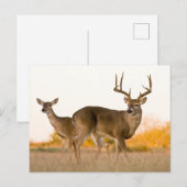 Carte Postale Cerf à queue blanche | Automne au Texas (Devant / Derrière)
