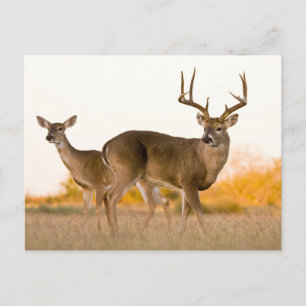 Carte Postale Cerf à queue blanche Automne au Texas