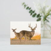 Carte Postale Cerf à queue blanche | Automne au Texas (Debout devant)