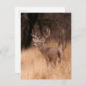Carte Postale Cerf à queue blanche |  Choke Canyon State Park, T (Devant / Derrière)