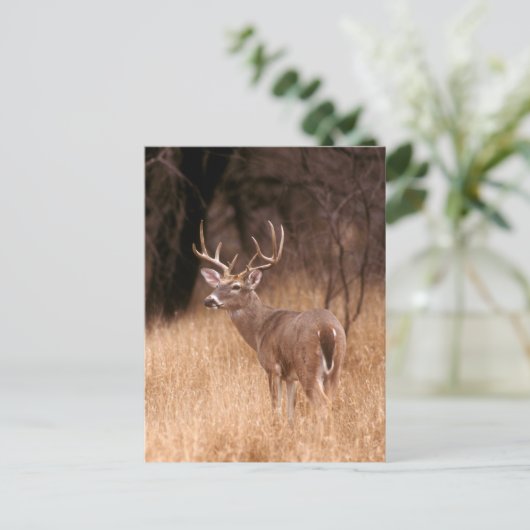 Carte Postale Cerf à queue blanche |  Choke Canyon State Park, T (Debout devant)