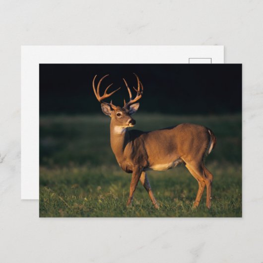 Carte Postale Cerf à queue blanche | Choke Canyon State Park, TX (Devant / Derrière)