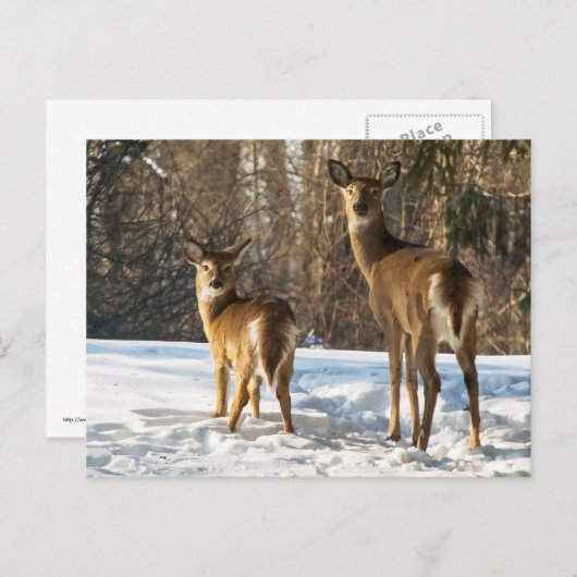 Carte Postale Cerf à queue blanche dans la neige (Devant / Derrière)