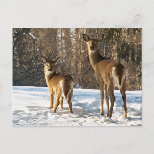 Carte Postale Cerf à queue blanche dans la neige (Devant)