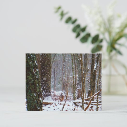 Carte Postale cerf à queue blanche dans la neige (Debout devant)