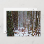 Carte Postale cerf à queue blanche dans la neige (Devant / Derrière)