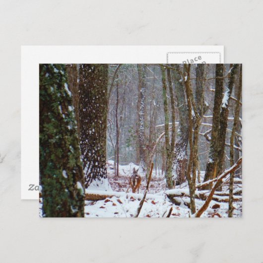 Carte Postale cerf à queue blanche dans la neige (Devant / Derrière)