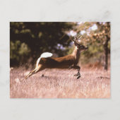 Carte Postale Cerf à queue blanche en marche (Devant)