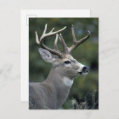 Carte Postale Cerf à queue blanche | État de Washington (Devant / Derrière)