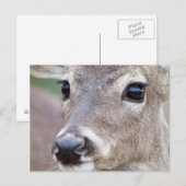 Carte Postale Cerf à queue blanche femelle buvant de l'eau (Devant / Derrière)