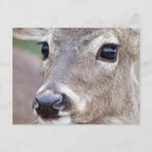 Carte Postale Cerf à queue blanche femelle buvant de l'eau