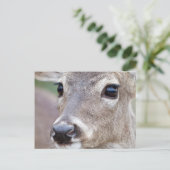 Carte Postale Cerf à queue blanche femelle buvant de l'eau (Debout devant)