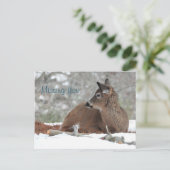 Carte Postale Cerf à queue blanche floue face / Vous manquant (Debout devant)