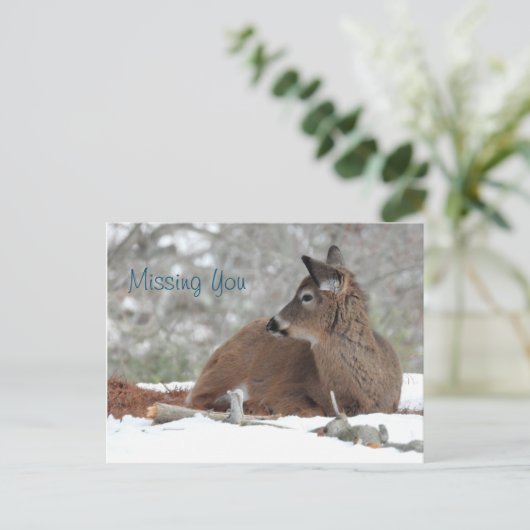 Carte Postale Cerf à queue blanche floue face / Vous manquant (Debout devant)