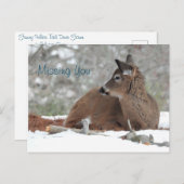 Carte Postale Cerf à queue blanche floue face / Vous manquant (Devant / Derrière)