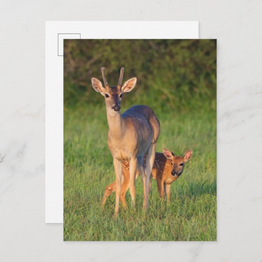 Carte Postale Cerf à queue blanche | Habitat Grassy (Devant / Derrière)