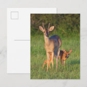 Carte Postale Cerf à queue blanche | Habitat herbeux (Devant / Derrière)