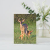 Carte Postale Cerf à queue blanche | Habitat herbeux (Debout devant)