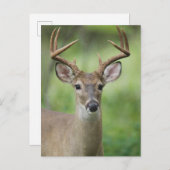 Carte Postale Cerf à queue blanche | Hill Country, Texas (Devant / Derrière)