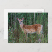 Carte Postale Cerf à queue blanche | National Bison Range Montan (Devant / Derrière)
