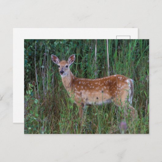 Carte Postale Cerf à queue blanche | National Bison Range Montan (Devant / Derrière)