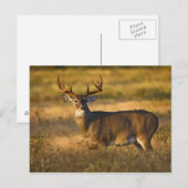Carte Postale Cerf à queue blanche (Odocoileus virginianus) adul (Devant / Derrière)