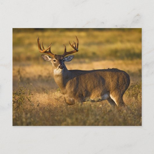Carte Postale Cerf à queue blanche (Odocoileus virginianus) adul (Devant)