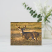 Carte Postale Cerf à queue blanche (Odocoileus virginianus) adul (Debout devant)