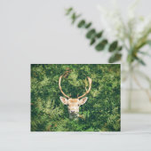 Carte Postale Cerf à queue blanche qui sort des buissons (Debout devant)