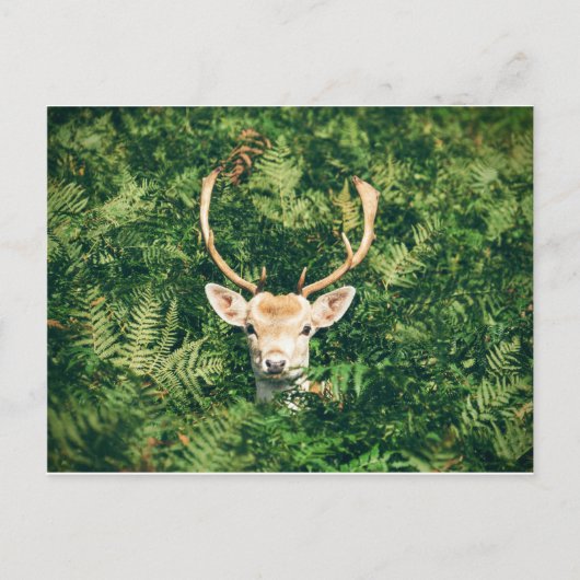 Carte Postale Cerf à queue blanche qui sort des buissons (Devant)