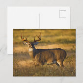 Carte Postale Cerf à queue blanche | Sud du Texas (Devant / Derrière)