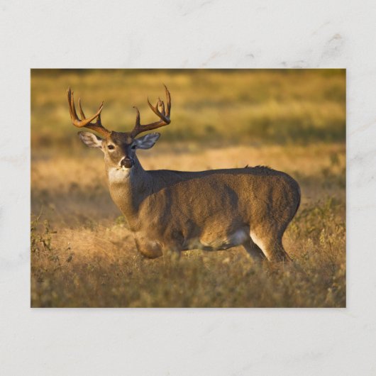 Carte Postale Cerf à queue blanche | Sud du Texas (Devant)