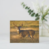 Carte Postale Cerf à queue blanche | Sud du Texas (Debout devant)