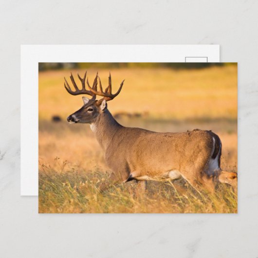 Carte Postale Cerf à queue blanche | Sud TX (Devant / Derrière)