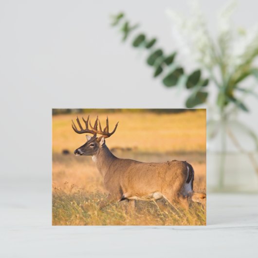 Carte Postale Cerf à queue blanche | Sud TX (Debout devant)