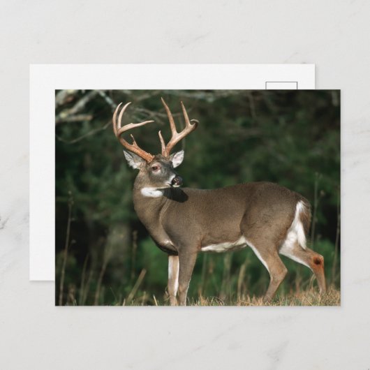 Carte Postale Cerf à queue blanche | Tennessee (Devant / Derrière)