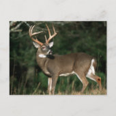 Carte Postale Cerf à queue blanche | Tennessee (Devant)