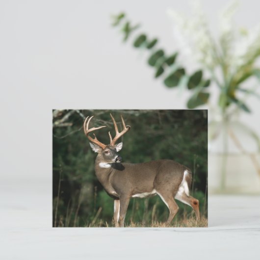 Carte Postale Cerf à queue blanche | Tennessee (Debout devant)