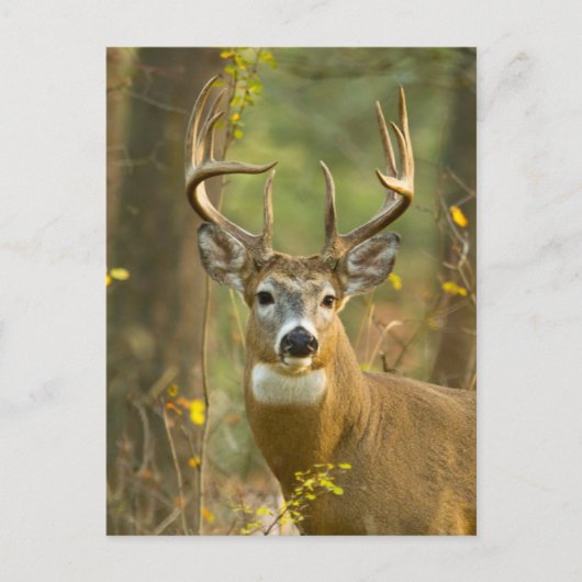 Carte Postale Cerf à queue blanche | Whitefish, Montana (Devant)
