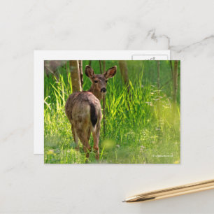 Carte Postale Cerf à queue noire dans la forêt